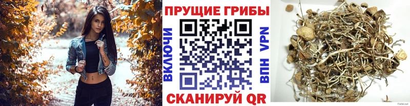 blacksprut зеркало  Северск  Галлюциногенные грибы GOLDEN TEACHER 